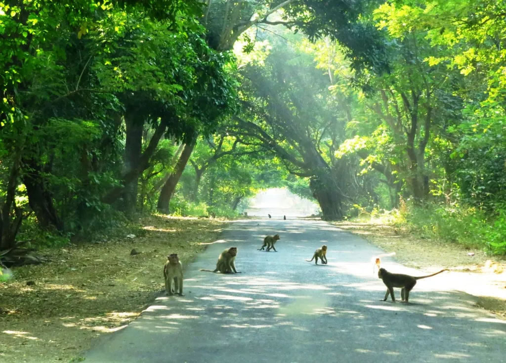 SanjayGandhiNationalPark